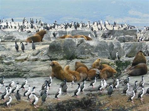 beagle chanel|beagle channel wildlife sightings.